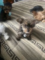 Yorkshire Terrier Puppies for sale in NO POTOMAC, MD 20878, USA. price: NA