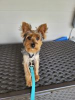 Yorkshire Terrier Puppies for sale in Supply, NC, USA. price: NA