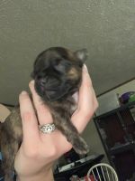Yorkshire Terrier Puppies for sale in Woodruff, SC 29388, USA. price: NA