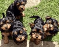 Yorkshire Terrier Puppies for sale in Albuquerque, NM 87120, USA. price: NA