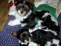 Yorkshire Terrier Puppies for sale in Old Orchard Beach, ME, USA. price: NA
