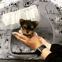 Yorkshire Terrier Puppies for sale in Denver, CO, USA. price: NA