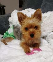 Yorkshire Terrier Puppies for sale in Dunwoody, GA 30350, USA. price: NA