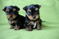 Yorkshire Terrier Puppies for sale in Birmingham, AL, USA. price: NA