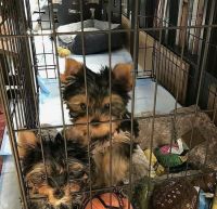 Yorkshire Terrier Puppies for sale in Boca Raton, FL, USA. price: NA