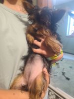 Yorkshire Terrier Puppies for sale in Milaca, MN 56353, USA. price: NA