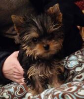 Yorkshire Terrier Puppies for sale in Los Angeles, CA 90021, USA. price: NA