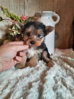 Yorkshire Terrier Puppies for sale in Galgano Ln, Spring Hill, FL 34606, USA. price: NA