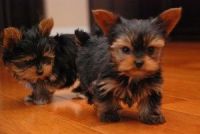 Yorkshire Terrier Puppies for sale in Los Angeles, CA 90033, USA. price: NA