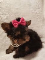 Yorkshire Terrier Puppies for sale in Carmel-By-The-Sea, CA 93923, USA. price: NA