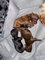 Yorkshire Terrier Puppies for sale in Ferndale, WA 98248, USA. price: NA