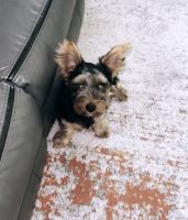 Yorkshire Terrier Puppies for sale in West Deptford, NJ, USA. price: NA