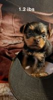 Yorkshire Terrier Puppies for sale in Liberty, MO 64068, USA. price: NA