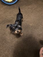 Yorkshire Terrier Puppies for sale in Miami Gardens, FL, USA. price: NA