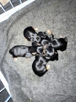 Yorkshire Terrier Puppies for sale in Brooksville, FL 34601, USA. price: NA