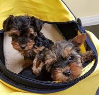 Yorkshire Terrier Puppies for sale in Ireland, IN 47546, USA. price: NA