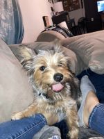 Yorkshire Terrier Puppies for sale in Atoka, OK 74525, USA. price: NA
