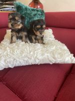 Yorkshire Terrier Puppies for sale in Cerritos, CA, USA. price: NA