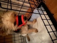 Yorkshire Terrier Puppies for sale in Irvington, NJ 07111, USA. price: NA