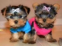 Yorkshire Terrier Puppies for sale in San Francisco, CA 94105, USA. price: NA