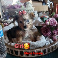 Yorkshire Terrier Puppies for sale in Norco, CA, USA. price: NA