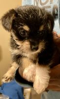 Yorkshire Terrier Puppies for sale in Sherwood, AR, USA. price: NA