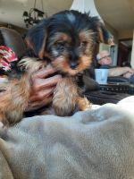 Yorkshire Terrier Puppies for sale in Lakewood, WA, USA. price: NA