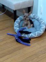 Yorkshire Terrier Puppies for sale in Garfield Heights, OH, USA. price: NA