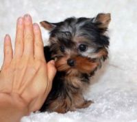 Yorkshire Terrier Puppies for sale in Maine, ME 04736, USA. price: NA