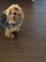 Yorkshire Terrier Puppies for sale in Wilmington, OH 45177, USA. price: NA