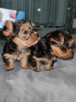 Yorkshire Terrier Puppies for sale in Orem, UT, USA. price: NA