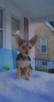 Yorkshire Terrier Puppies for sale in York, PA 17401, USA. price: NA