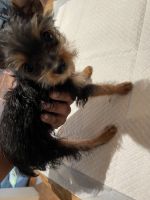 Yorkshire Terrier Puppies for sale in North Andover, MA 01845, USA. price: NA