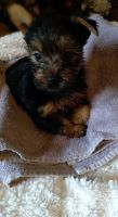 Yorkshire Terrier Puppies for sale in Main St, Woodbury, CT 06798, USA. price: NA