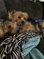 Yorkshire Terrier Puppies for sale in Pittsburgh, PA 15229, USA. price: NA