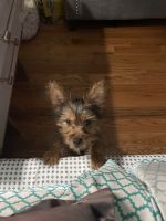 Yorkshire Terrier Puppies for sale in Upper Marlboro, MD 20772, USA. price: NA