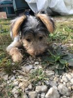 Yorkshire Terrier Puppies for sale in St James, MO 65559, USA. price: NA