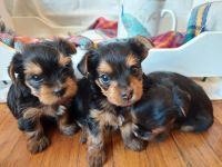 Yorkshire Terrier Puppies for sale in Piedmont, CA, USA. price: NA