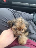Yorkshire Terrier Puppies for sale in 5518 S Brooks Dr, Jefferson City, MO 65109, USA. price: NA