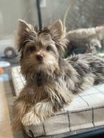 Yorkshire Terrier Puppies for sale in Southampton Township, NJ 08088, USA. price: NA