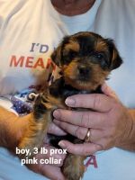 Yorkshire Terrier Puppies for sale in Edmonton, KY 42129, USA. price: NA