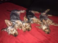 Yorkshire Terrier Puppies for sale in Hinesville, GA 31313, USA. price: NA