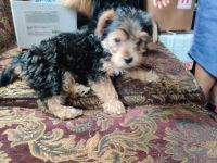 Yorkshire Terrier Puppies for sale in South San Francisco, CA, USA. price: NA