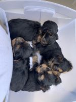Yorkshire Terrier Puppies for sale in Wilkes-Barre, PA, USA. price: NA