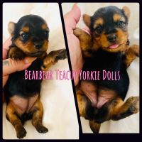 Yorkshire Terrier Puppies for sale in Folsom, CA, USA. price: NA