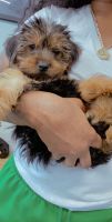 Yorkshire Terrier Puppies for sale in Bridgeport, CT, USA. price: NA