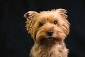 Yorkshire Terrier Puppies for sale in Anderson, SC, USA. price: NA