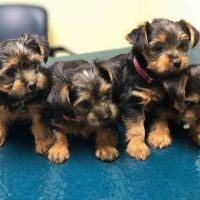 Yorkshire Terrier Puppies for sale in Massachusetts Turnpike, Newton, MA, USA. price: NA
