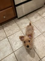 Yorkshire Terrier Puppies for sale in Concord, NC, USA. price: NA
