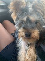 Yorkshire Terrier Puppies for sale in Fort Lauderdale, FL 33312, USA. price: NA